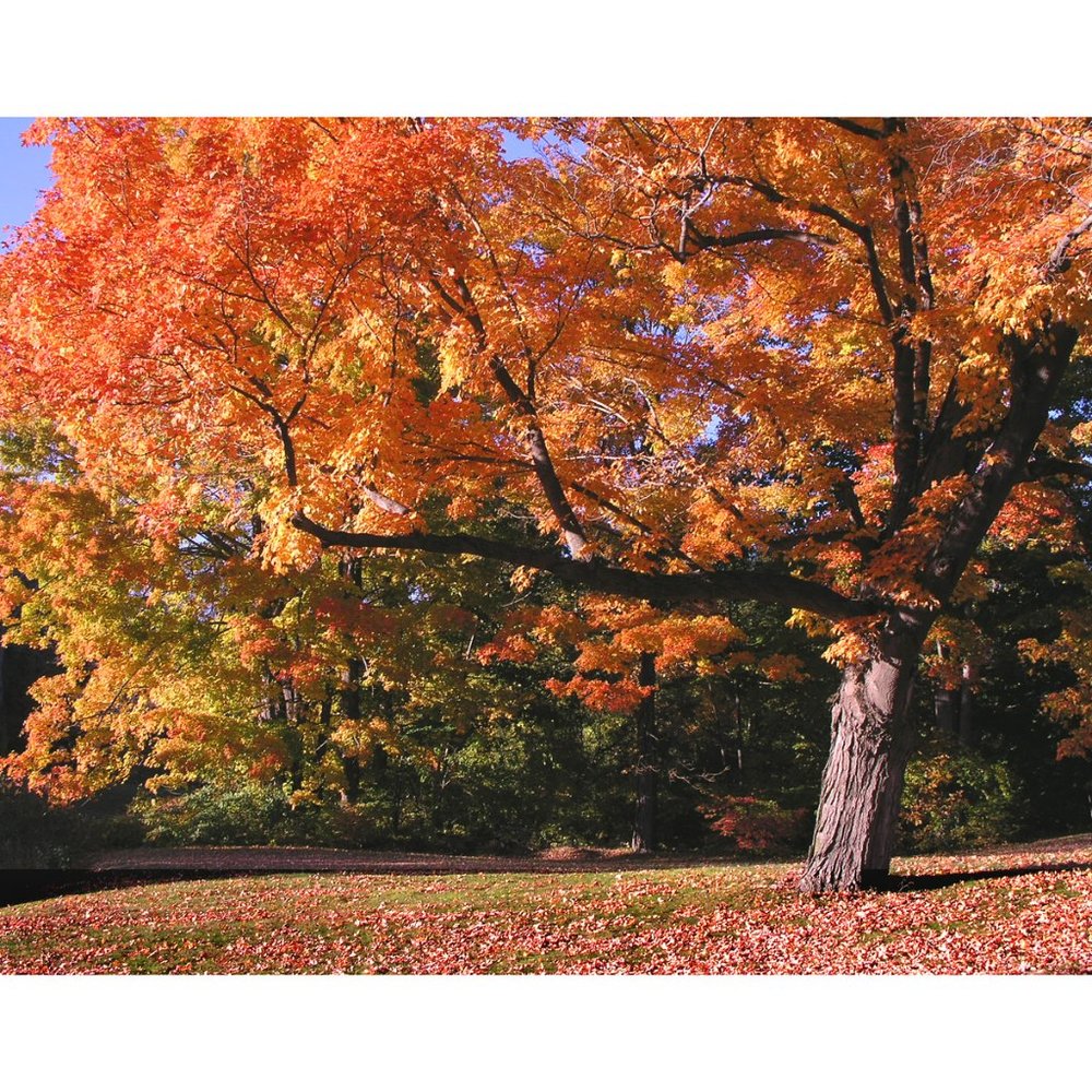 Tree in Autumn  11 x 14 print